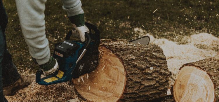 Baumschnitt Baumschnitt